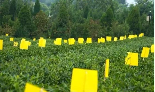 你了解“日照绿”吗?勿忘"最美山海天"之约!
