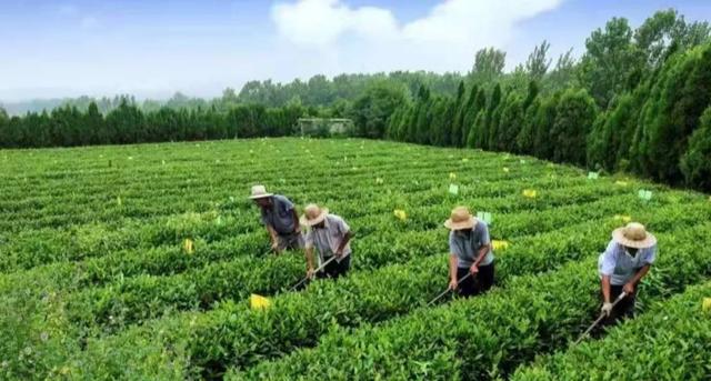 你了解“日照绿”吗?勿忘"最美山海天"之约!