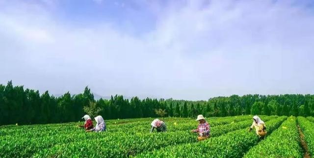 你了解“日照绿”吗?勿忘"最美山海天"之约!